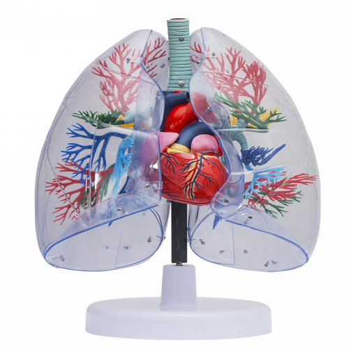 透明肺、氣管、支氣管連心臟模型