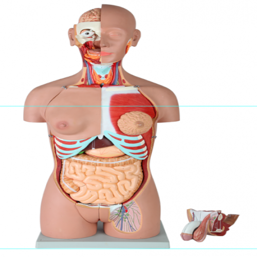 男、女兩性人體背部開放式半身軀干模型（87cm/29件）