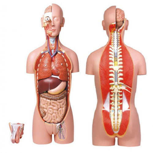 男、女兩性人體背部開放式半身軀干模型（87cm/27件）